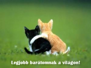 Szerintem cukik és szerinted?